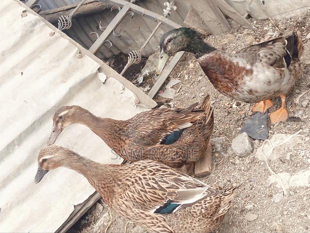 Rouen Ducks Mature - thumbnail 2