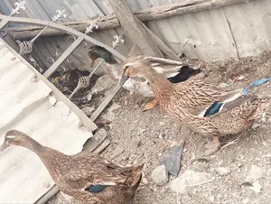 Rouen Ducks Mature