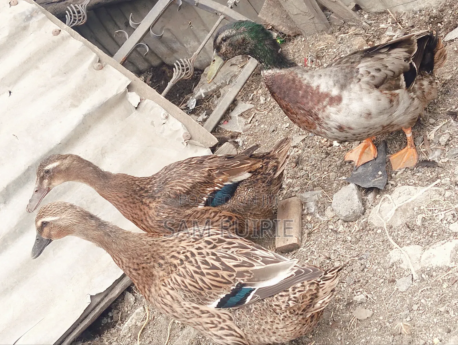 Rouen Ducks Mature
