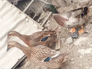 Rouen Ducks Mature
