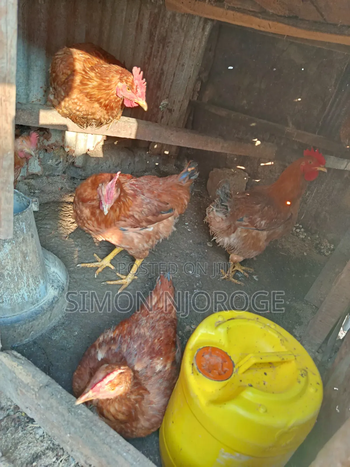 Kienyeji Improved Chicken