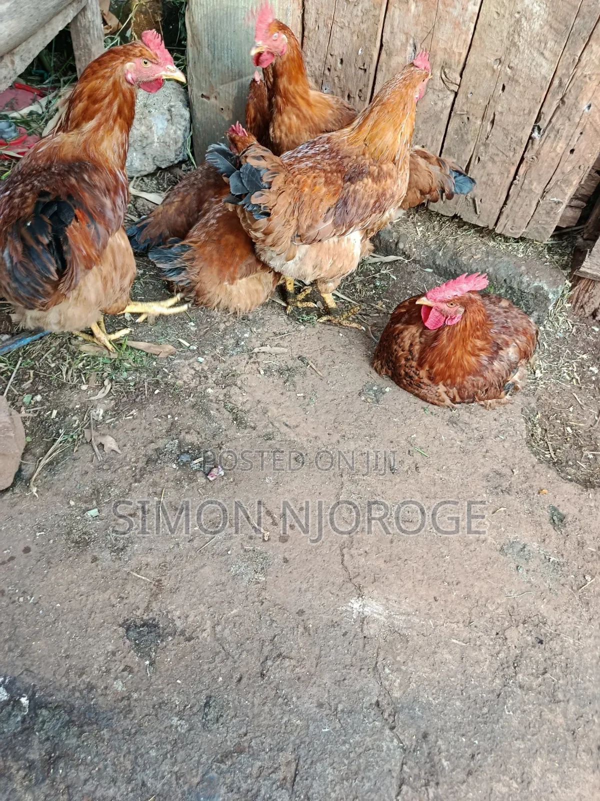 Kienyeji Improved Chicken