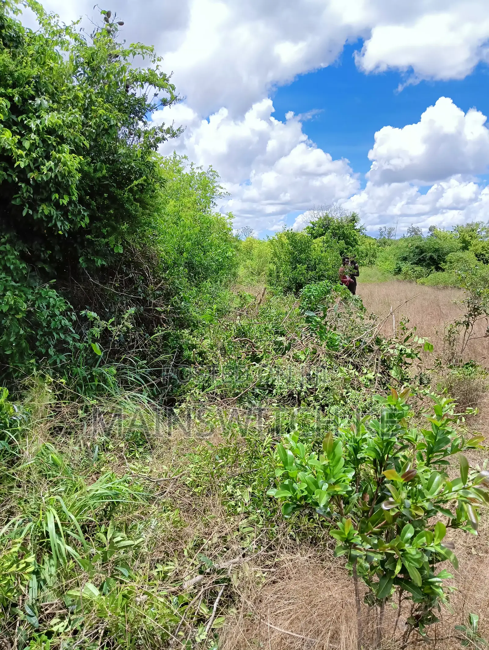Own 45 Acres With Ready Tittle Deed at Only 5,535,000