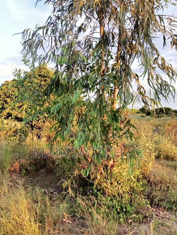 Half an Acre With Adjudication Number 50 Meters From Tarmac Road