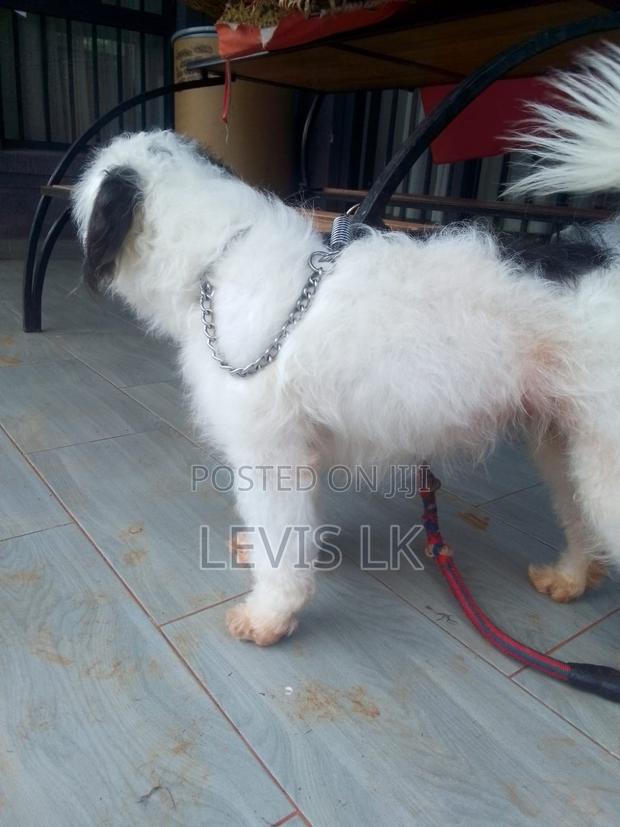 6-12 months Male Purebred Havanese