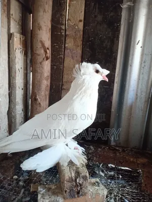 Trampet Male Mature