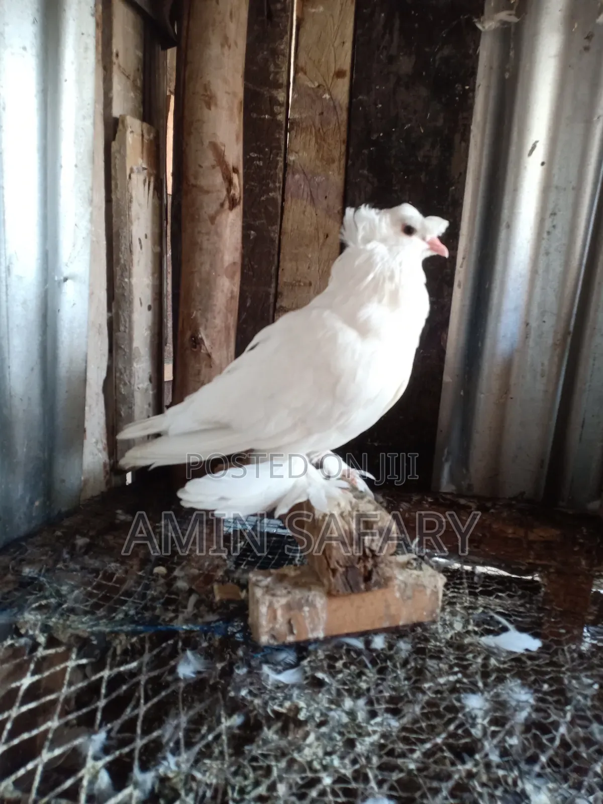 Trampet Male Mature