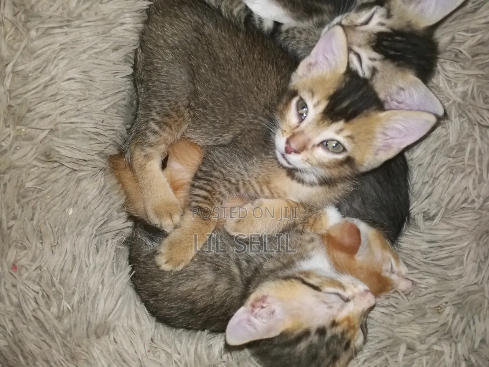 1-3 months Male Mixed Breed American Shorthair