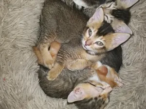 1-3 months Male Mixed Breed American Shorthair