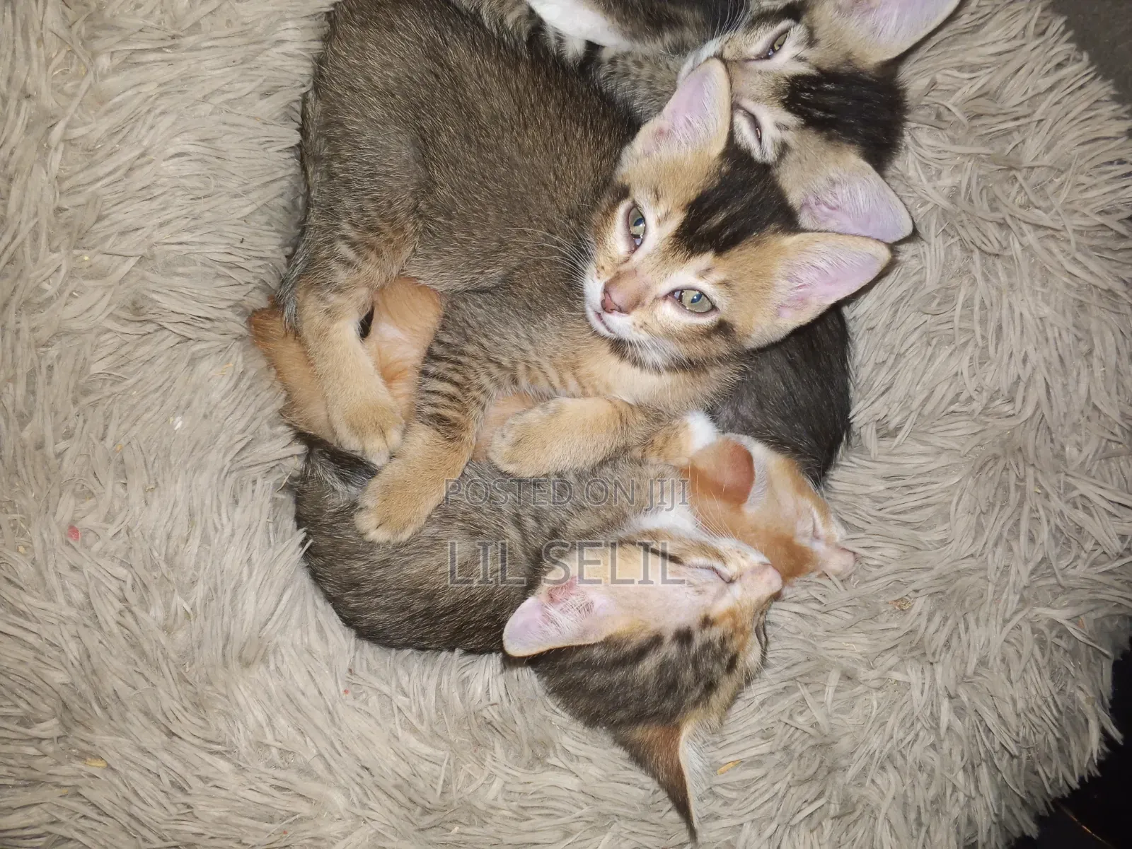 1-3 months Male Mixed Breed American Shorthair