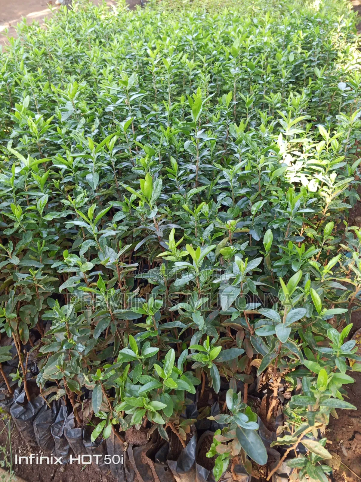 Keiapple Hedge Seedlings