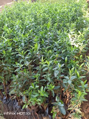 Keiapple Hedge Seedlings