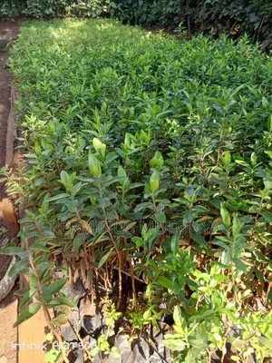 Keiapple Hedge Seedlings