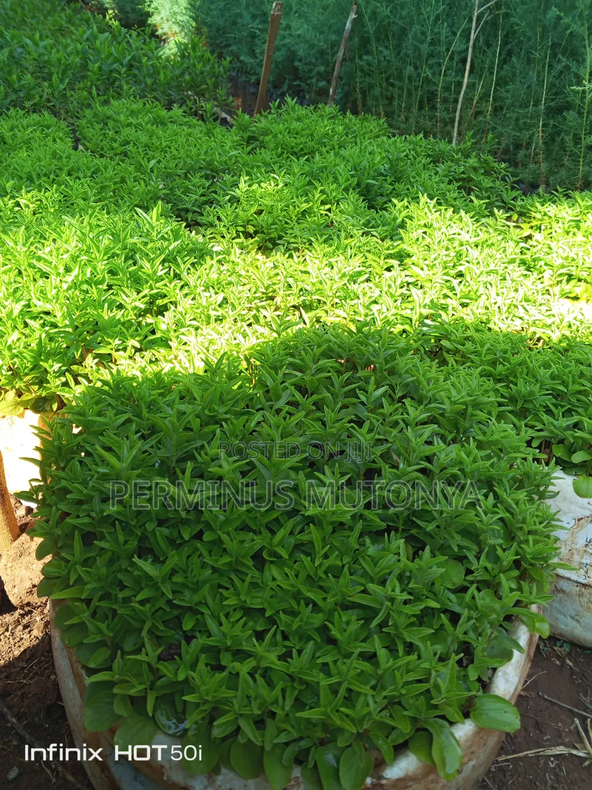 Keiapple Hedge Seedlings