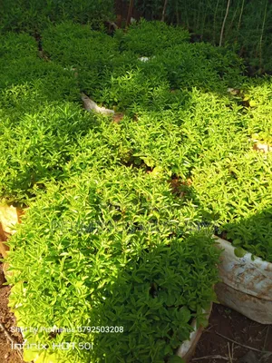 Keiapple Hedge Seedlings