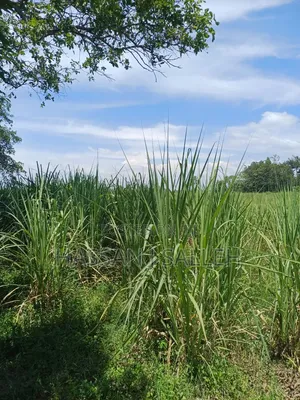 10acres Koyonzo on Sale.