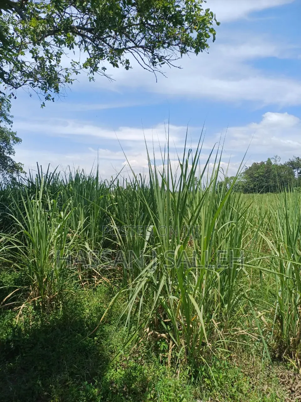 10acres Koyonzo on Sale.