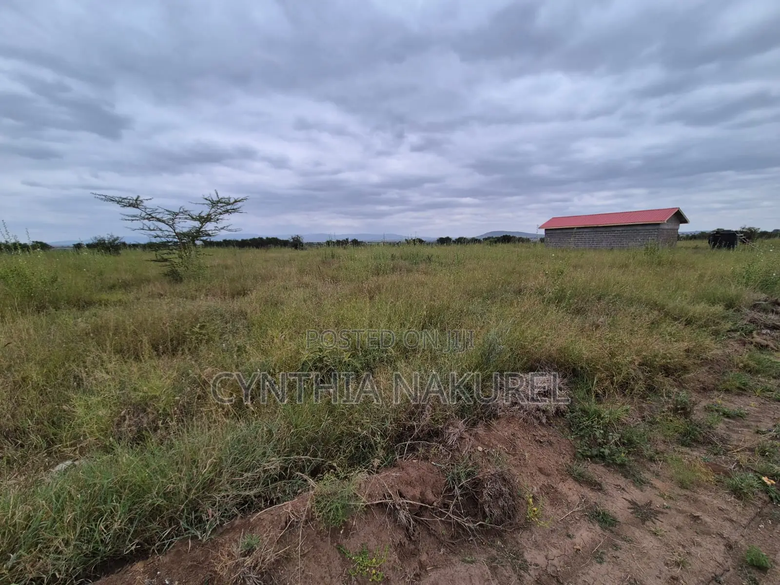 Prime Plots in Kitengela