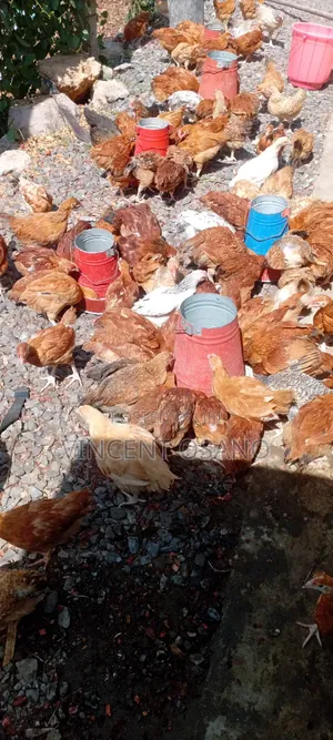 Improved Kienyeji Chicks