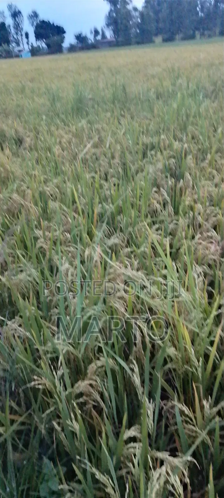 Pishori Rice