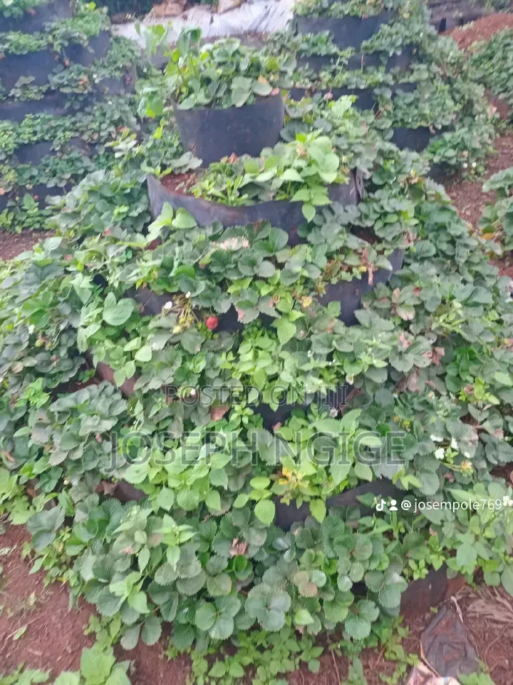 Storey Garden