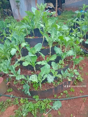 Storey Garden