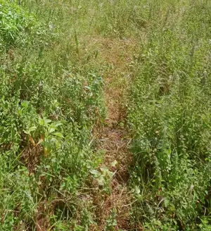 Thome 1 Plot for Sale 0.5 Acres Ksh. 30M