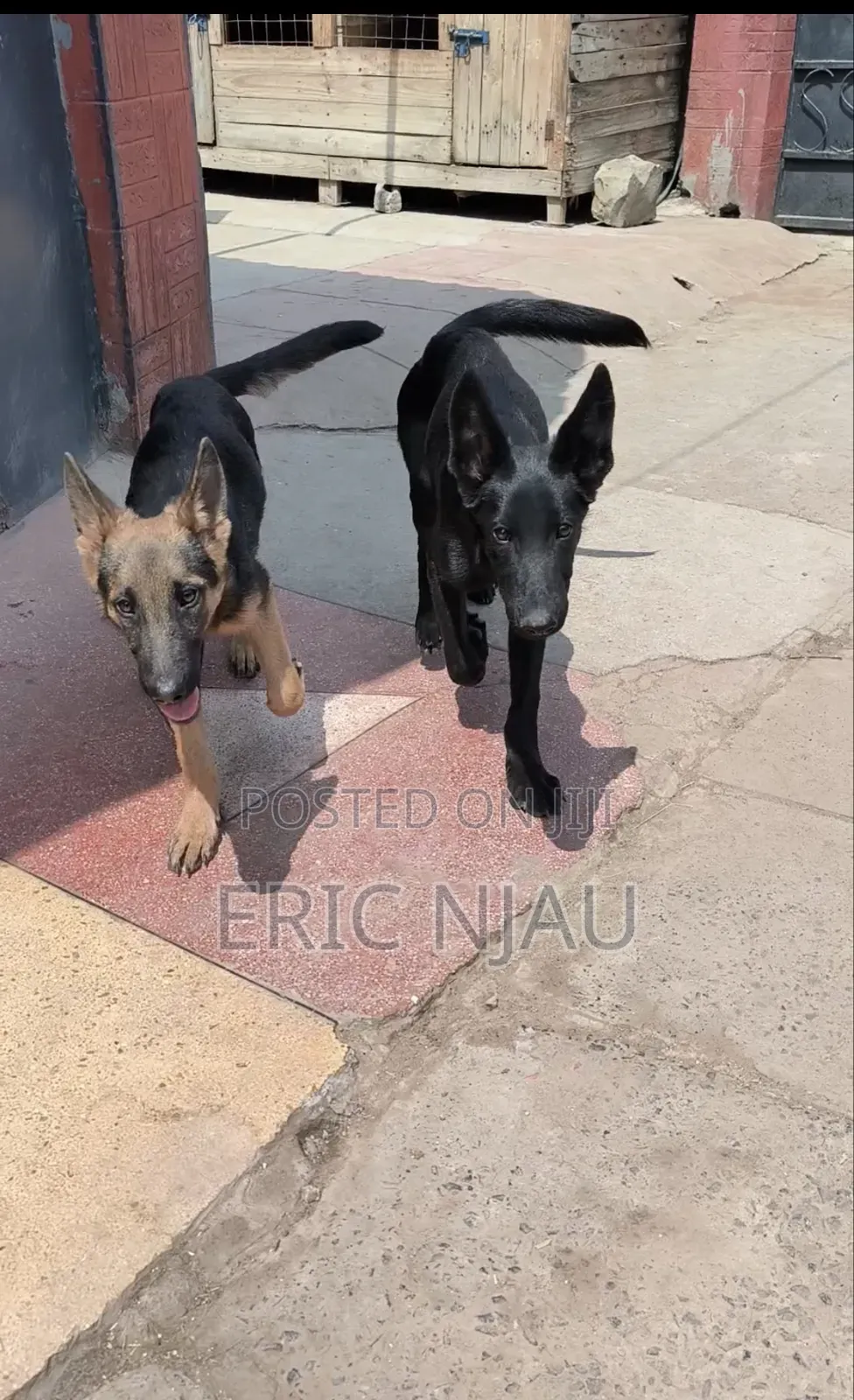 1-3 months Male Purebred German Shepherd
