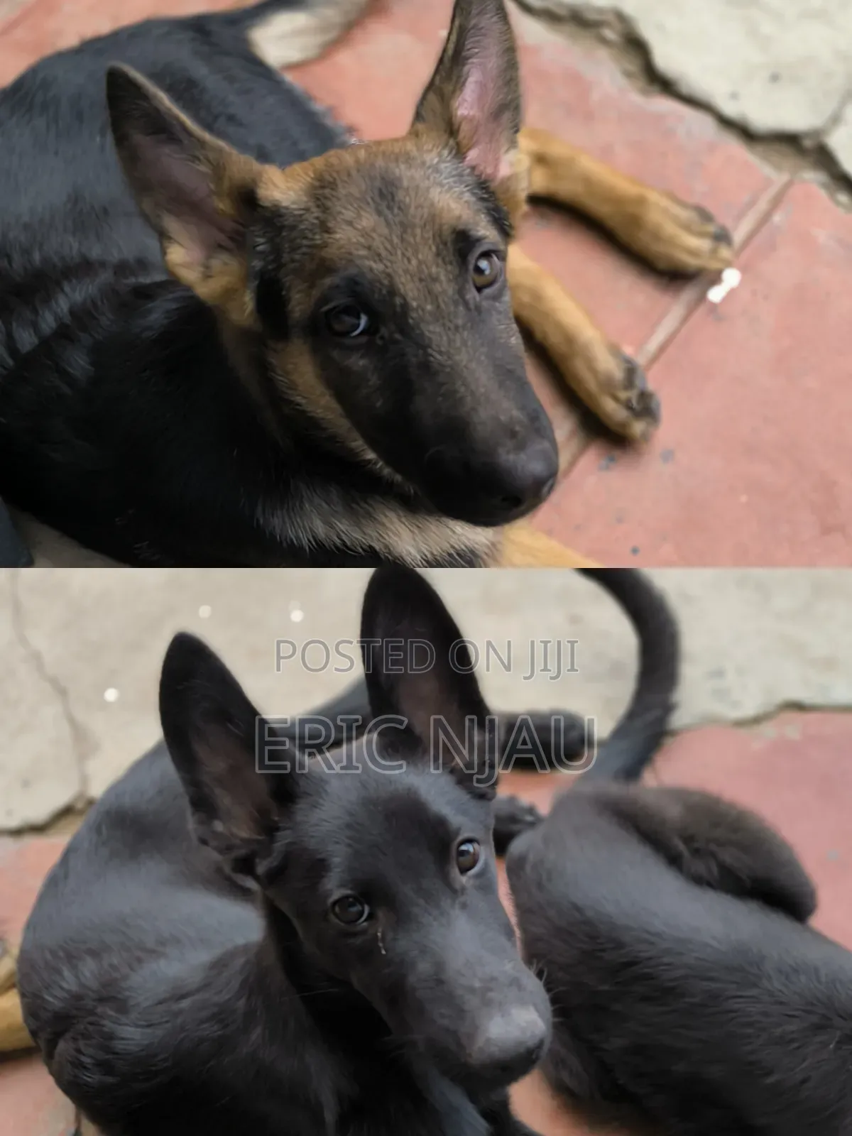 1-3 months Male Purebred German Shepherd