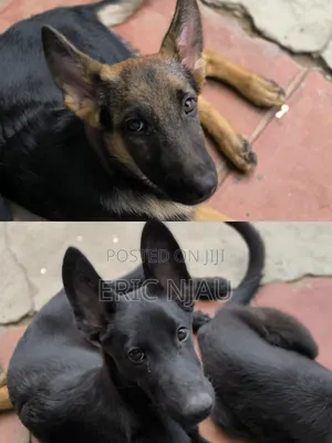 1-3 months Male Purebred German Shepherd