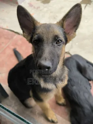 1-3 months Male Purebred German Shepherd
