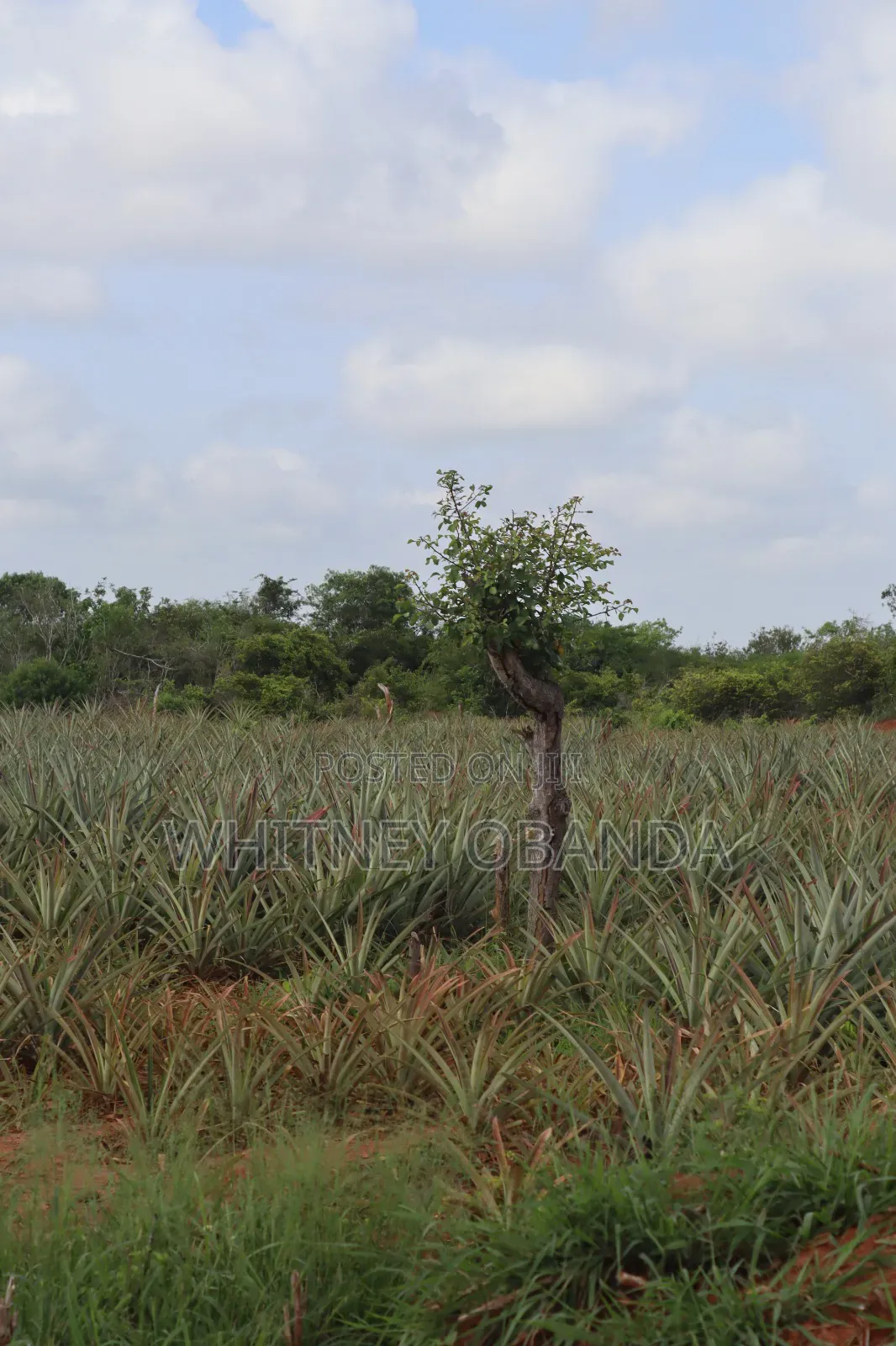 Malindi 50 by 100 Plots for sale.Call