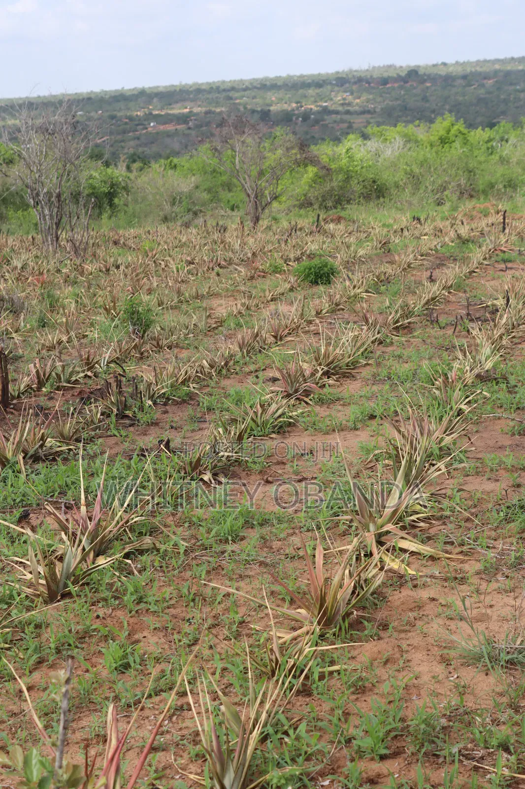 Malindi 50 by 100 Plots for sale.Call