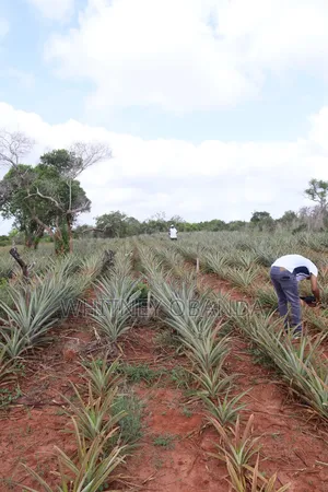 Malindi 50 by 100 Plots for sale.Call