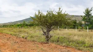 Lukenya Hills 50x100 Parcel