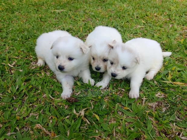 6-12 months Female Purebred Japanese Spitz