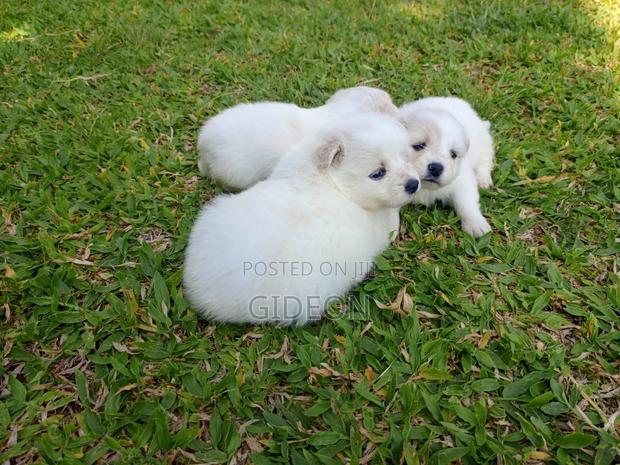 6-12 months Female Purebred Japanese Spitz - thumbnail 2