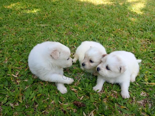 6-12 months Female Purebred Japanese Spitz - thumbnail 3