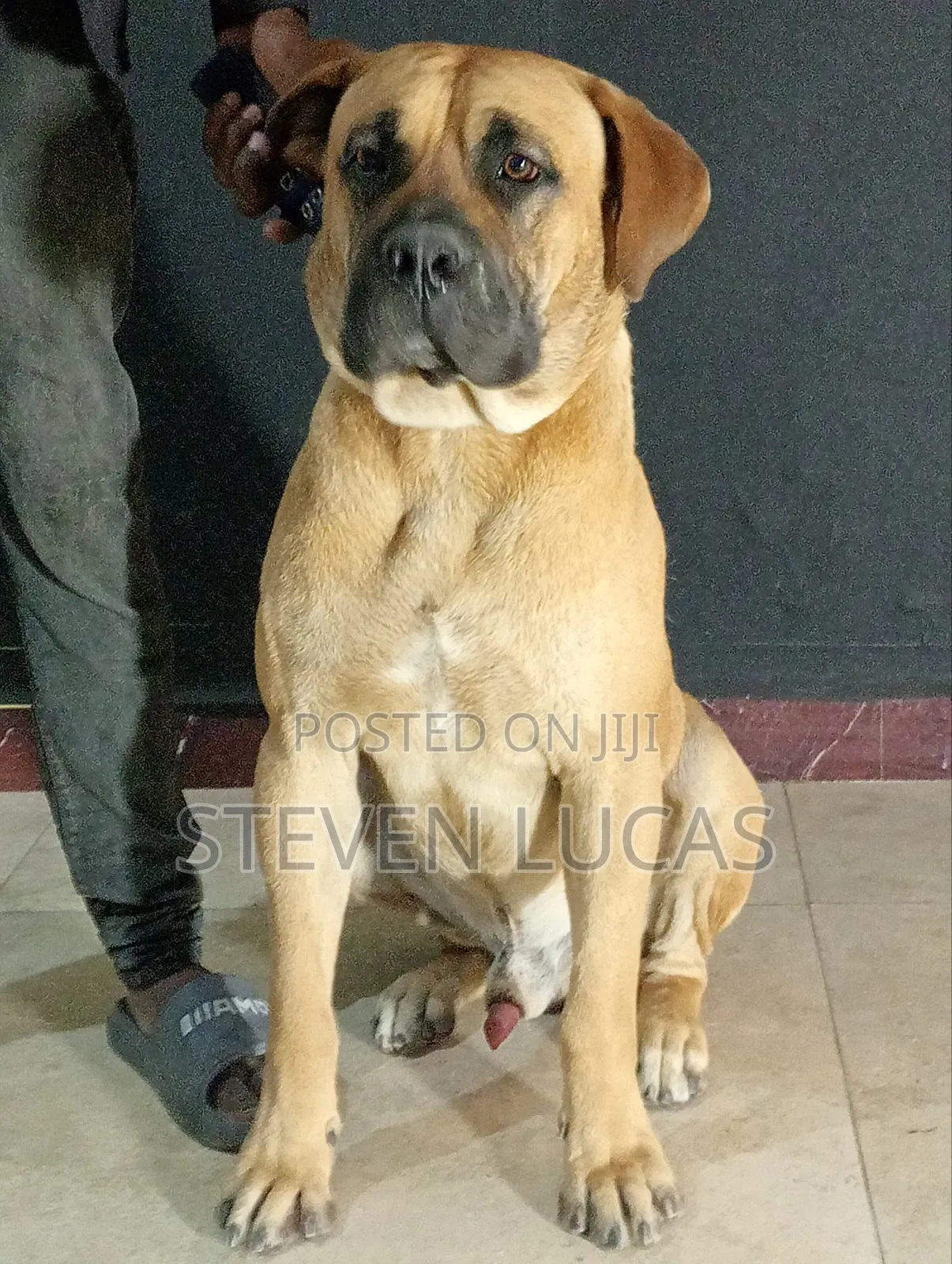 6-12 months Male Purebred Boerboel