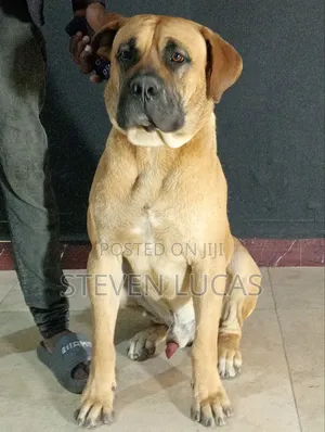 6-12 months Male Purebred Boerboel
