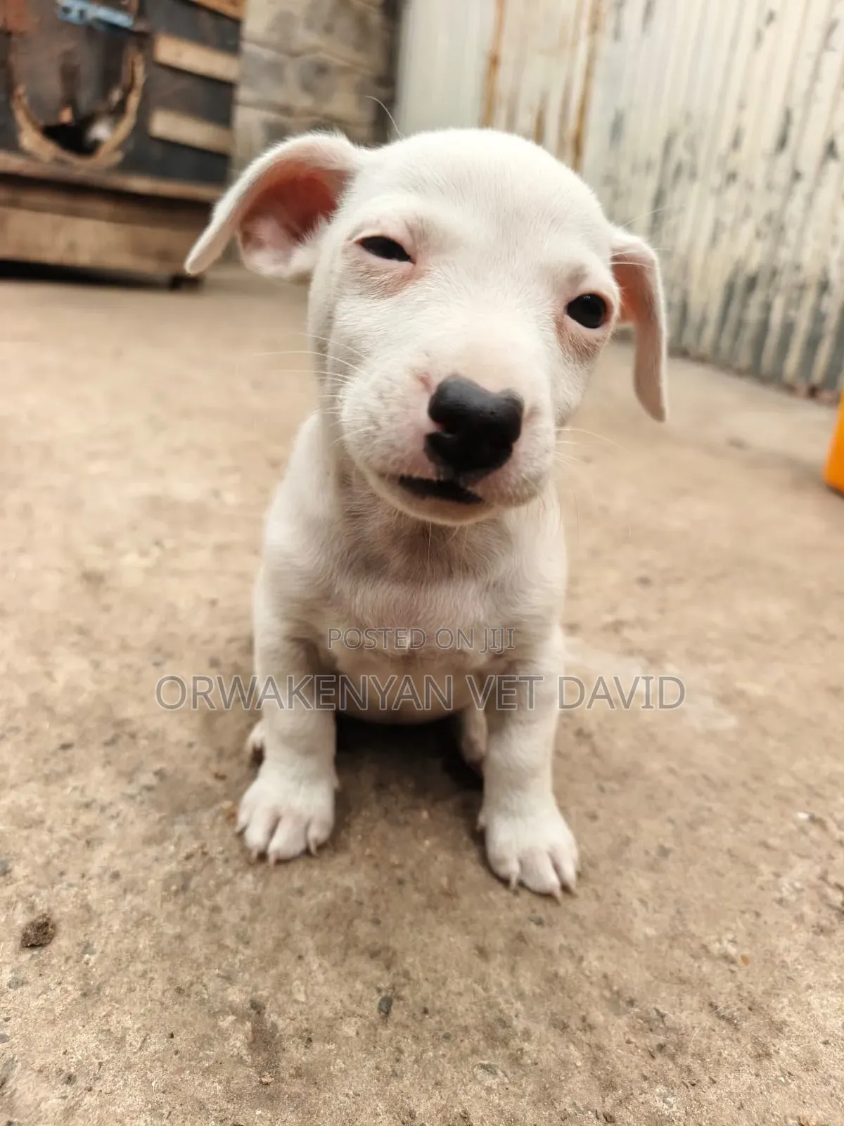 1-3 months Male Purebred Jack Russell Terrier