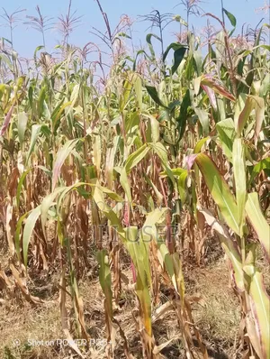 Prime Land for Sale-Mosiro Narok