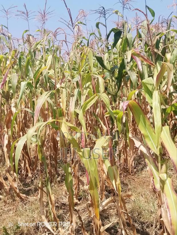 Prime Land for Sale-Mosiro Narok