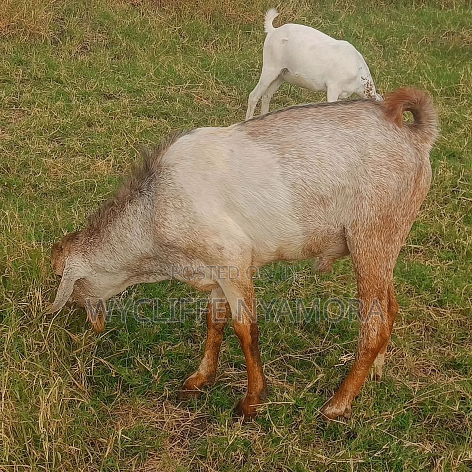 Goats and Sheep