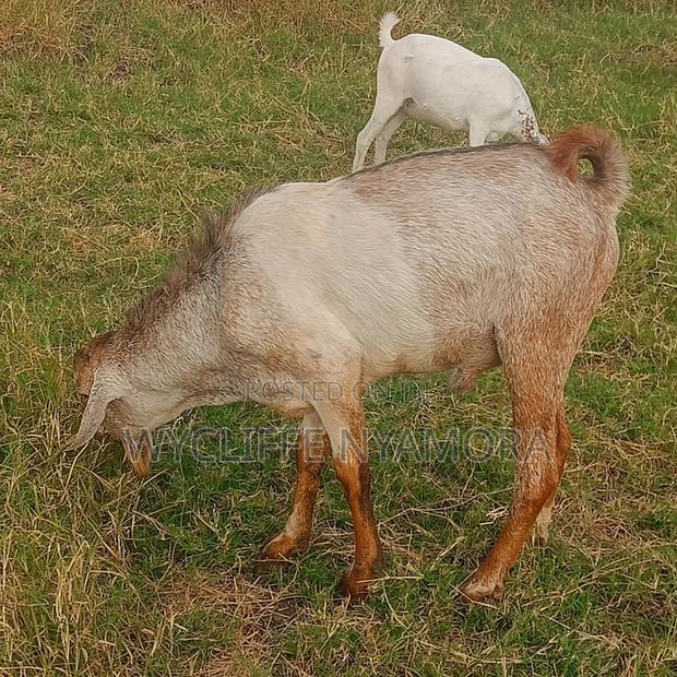 Goats and Sheep