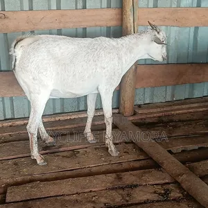 Goats and Sheep