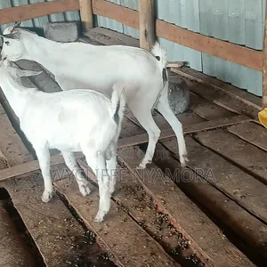 Goats and Sheep