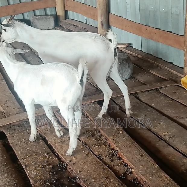 Goats and Sheep - thumbnail 4