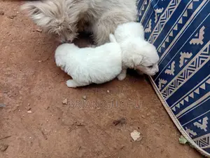 1-3 months Male Purebred Maltese