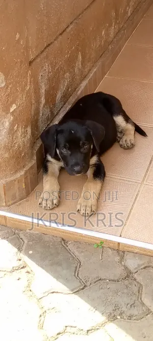 1-3 months Male Mixed Breed Boerboel